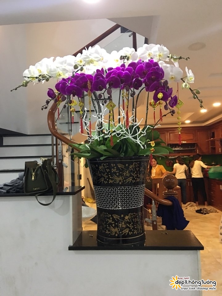 Shop Hoa Lan Hồ Điệp Thanh Oai
